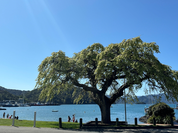 Elm Tree in leaf