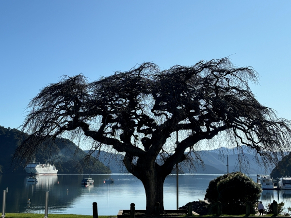 Elm Tree